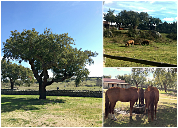 Tengo Un Plan B: Escapada Rural - Finca El Cortiñal, Cáceres